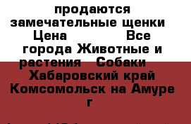 продаются замечательные щенки › Цена ­ 10 000 - Все города Животные и растения » Собаки   . Хабаровский край,Комсомольск-на-Амуре г.